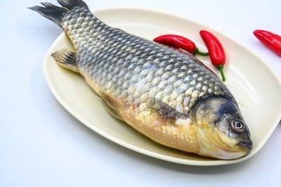 龍魚食欲不佳怎么回事兒：龍魚食欲不佳可能由多種因素引起