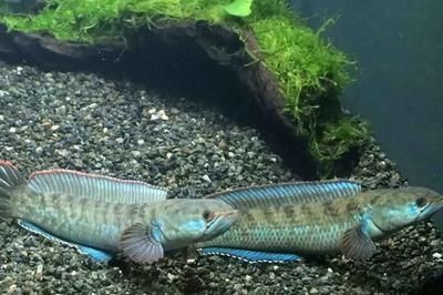 雷龍魚一般吃什么，雷龍魚專用飼料品牌推薦，如何給雷龍魚消毒食物