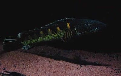 雷龍魚一般吃什么，雷龍魚專用飼料品牌推薦，如何給雷龍魚消毒食物