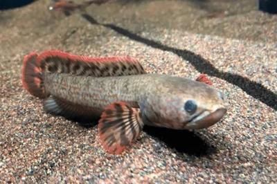 雷龍魚一般吃什么，雷龍魚專用飼料品牌推薦，如何給雷龍魚消毒食物