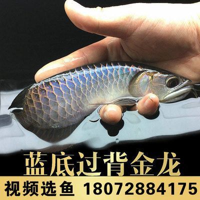 藍底古典過背金龍魚，藍底古典過背金龍魚養殖技術