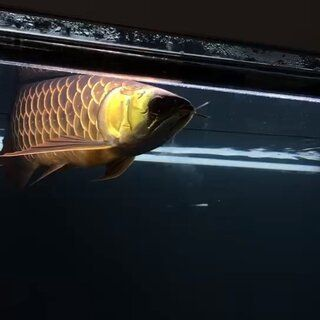 藍底古典過背金龍魚，藍底古典過背金龍魚養殖技術