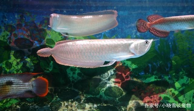 龍魚怎么養及喂養技巧溫度，養殖龍魚時需要關注水溫和喂養技巧龍魚水質管理與疾病預防技巧