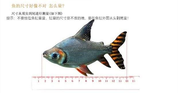 銀龍魚苗適宜水溫波動范圍（銀龍魚苗最佳生長水溫，如何監(jiān)測銀龍魚苗水溫）