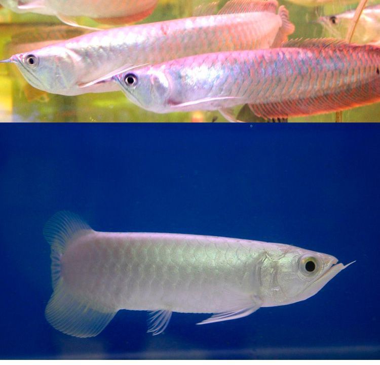 銀龍魚苗適宜水溫波動范圍（銀龍魚苗最佳生長水溫，如何監(jiān)測銀龍魚苗水溫）