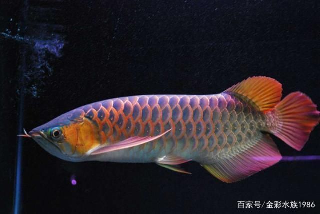 龍魚喜歡什么顏色，如何挑選優質龍魚品種