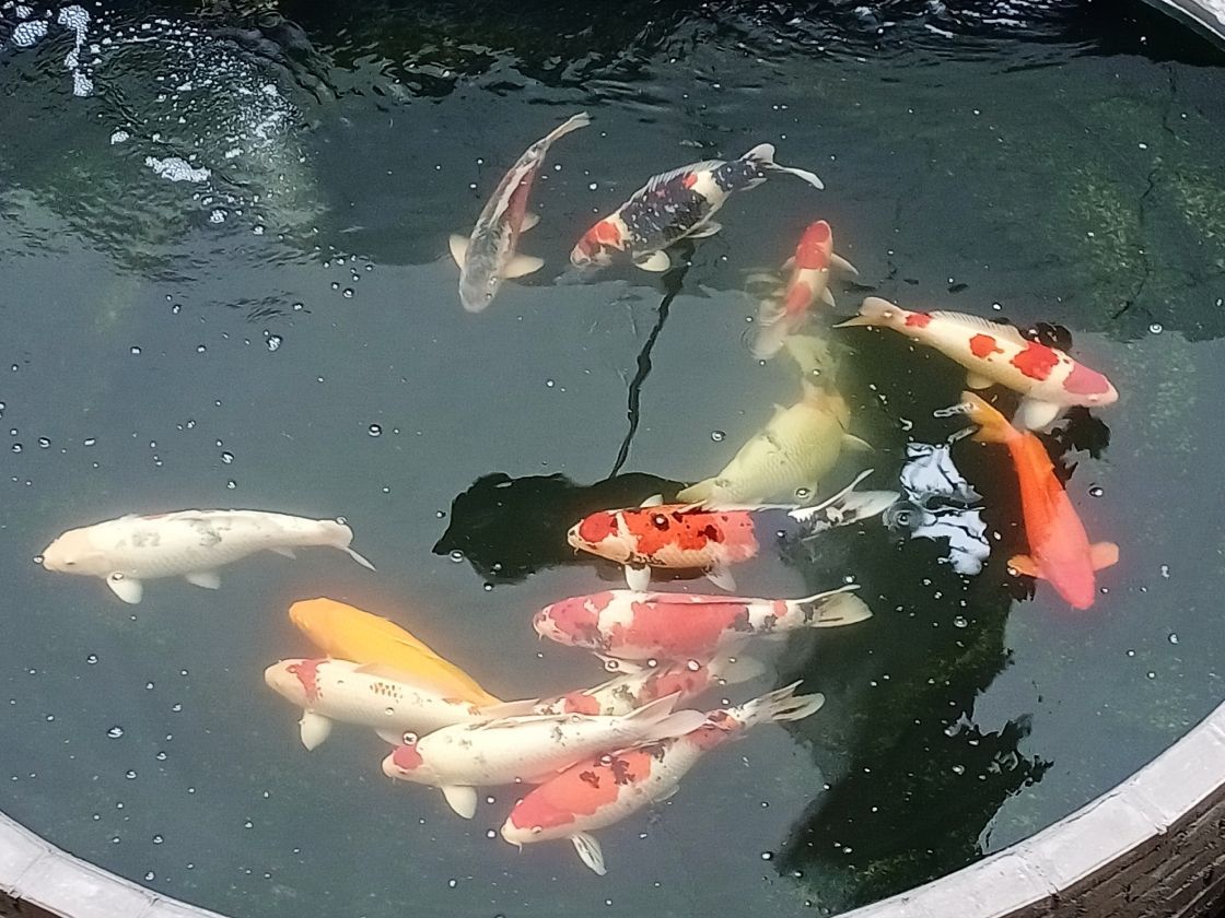自己怎樣制作魚缸過濾桶（怎樣自己做魚缸過濾器）