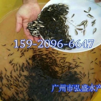 哪里有批發(fā)銀龍魚苗的，批發(fā)銀龍魚苗的地點(diǎn)
