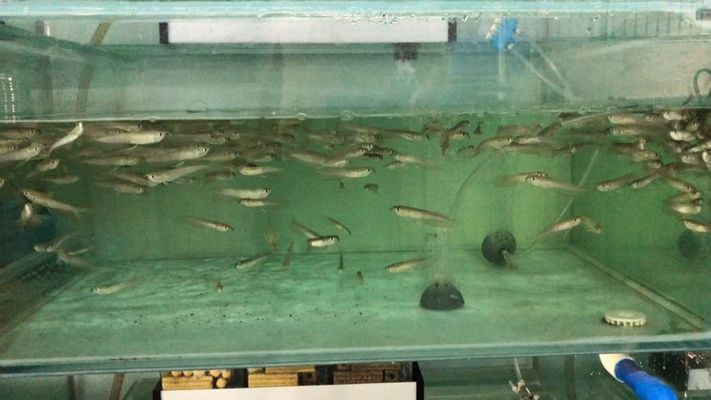 哪里有批發(fā)銀龍魚苗的，批發(fā)銀龍魚苗的地點(diǎn)