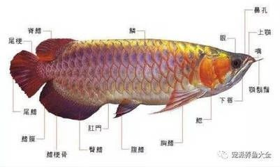 哪里有批發(fā)銀龍魚苗的，批發(fā)銀龍魚苗的地點(diǎn)