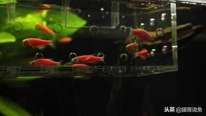 清遠魚缸批發市場在哪里有賣魚的（清遠淡水魚批發市場）