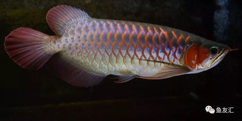 龍魚入缸多久能適應環境，龍魚入缸后最佳喂食時機，幼龍魚適應期特別注意事項