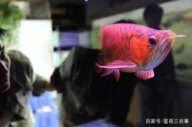 金龍魚和龍魚有什么區別，東南亞金龍魚分布地圖