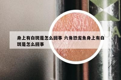 金龍魚長度