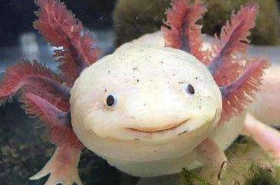金龍魚長度
