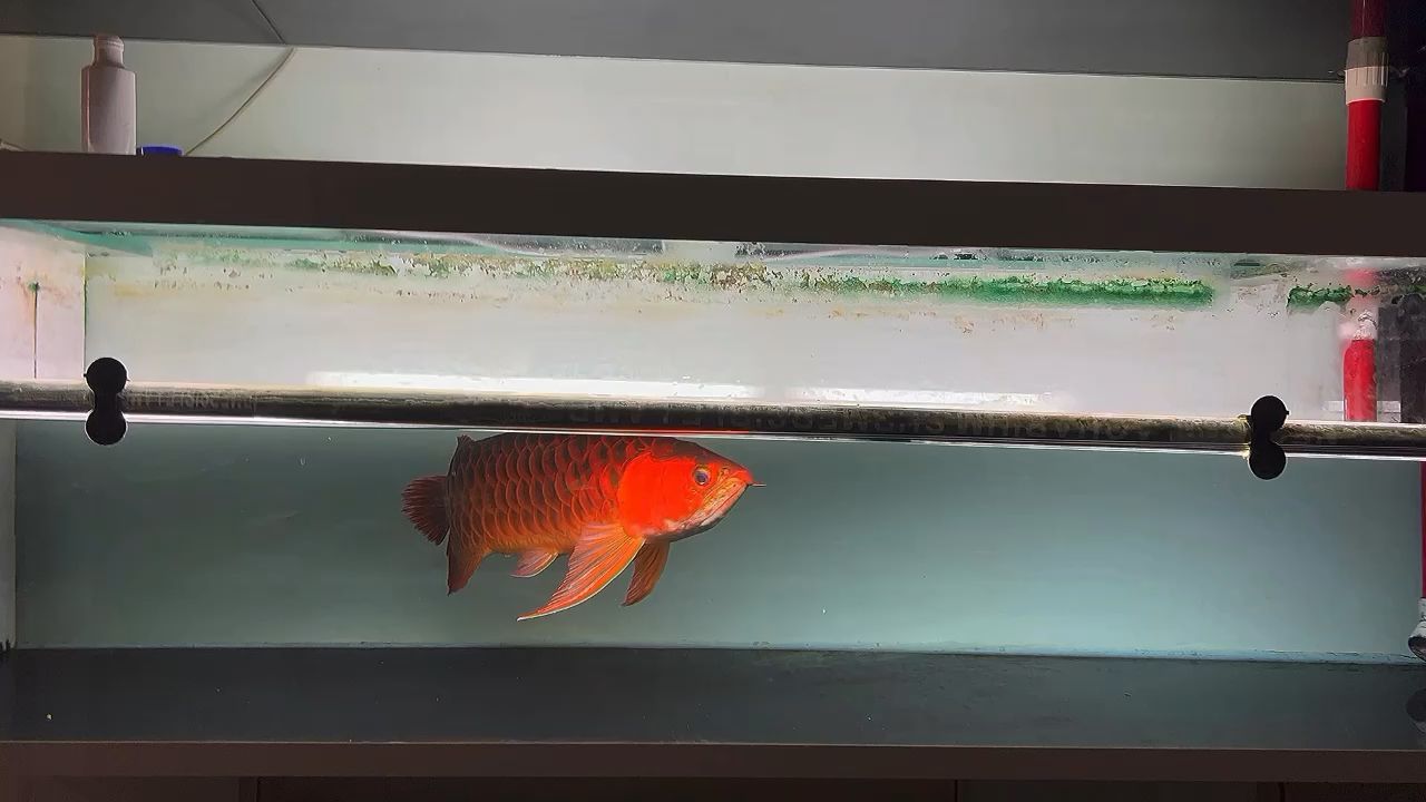 包含魚缸背景圖片高清壁紙無水印的詞條