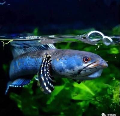 雷龍魚單養(yǎng)還是雙養(yǎng)，雷龍魚單養(yǎng)和雙養(yǎng)各有優(yōu)缺點,雷龍魚單養(yǎng)與雙養(yǎng)各有優(yōu)缺點