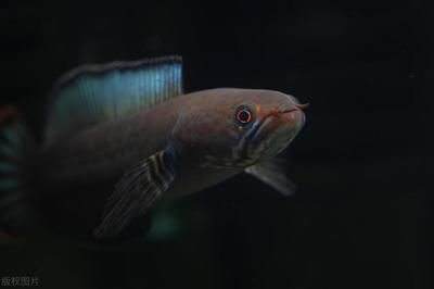雷龍魚單養還是雙養，雷龍魚單養和雙養各有優缺點,雷龍魚單養與雙養各有優缺點