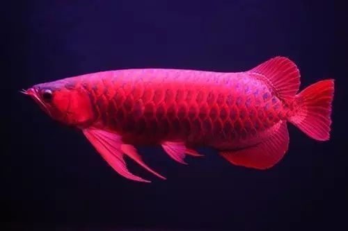 龍魚體形，觀賞龍魚品種選擇指南,龍魚體形與健康的關系