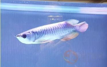 龍魚體形，觀賞龍魚品種選擇指南,龍魚體形與健康的關系