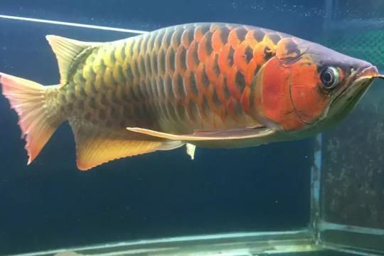 龍魚體形，觀賞龍魚品種選擇指南,龍魚體形與健康的關系