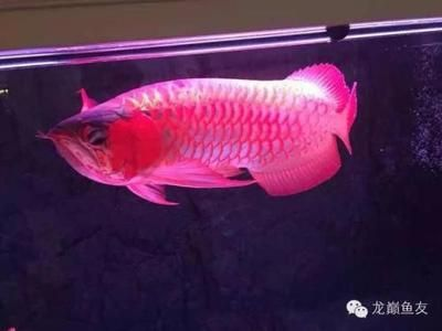 如何挑選龍魚，如何挑選合適的龍魚，如何挑選合適的龍魚觀賞魚的方法