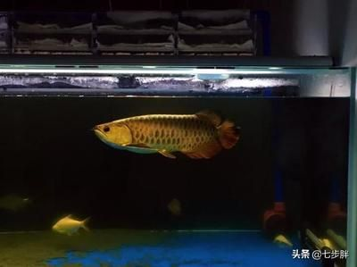 如何挑選龍魚，如何挑選合適的龍魚，如何挑選合適的龍魚觀賞魚的方法