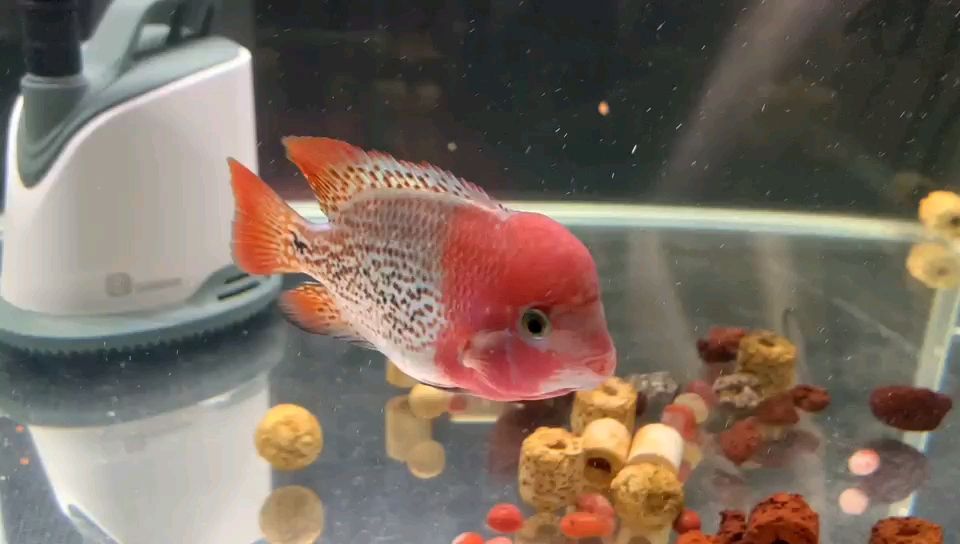 常見的觀賞魚種類及圖片（常見的觀賞魚種類及圖片及名稱）