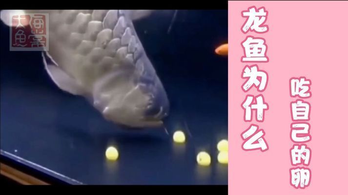龍魚會吃自己的卵嗎，龍魚會吃自己的卵嗎，