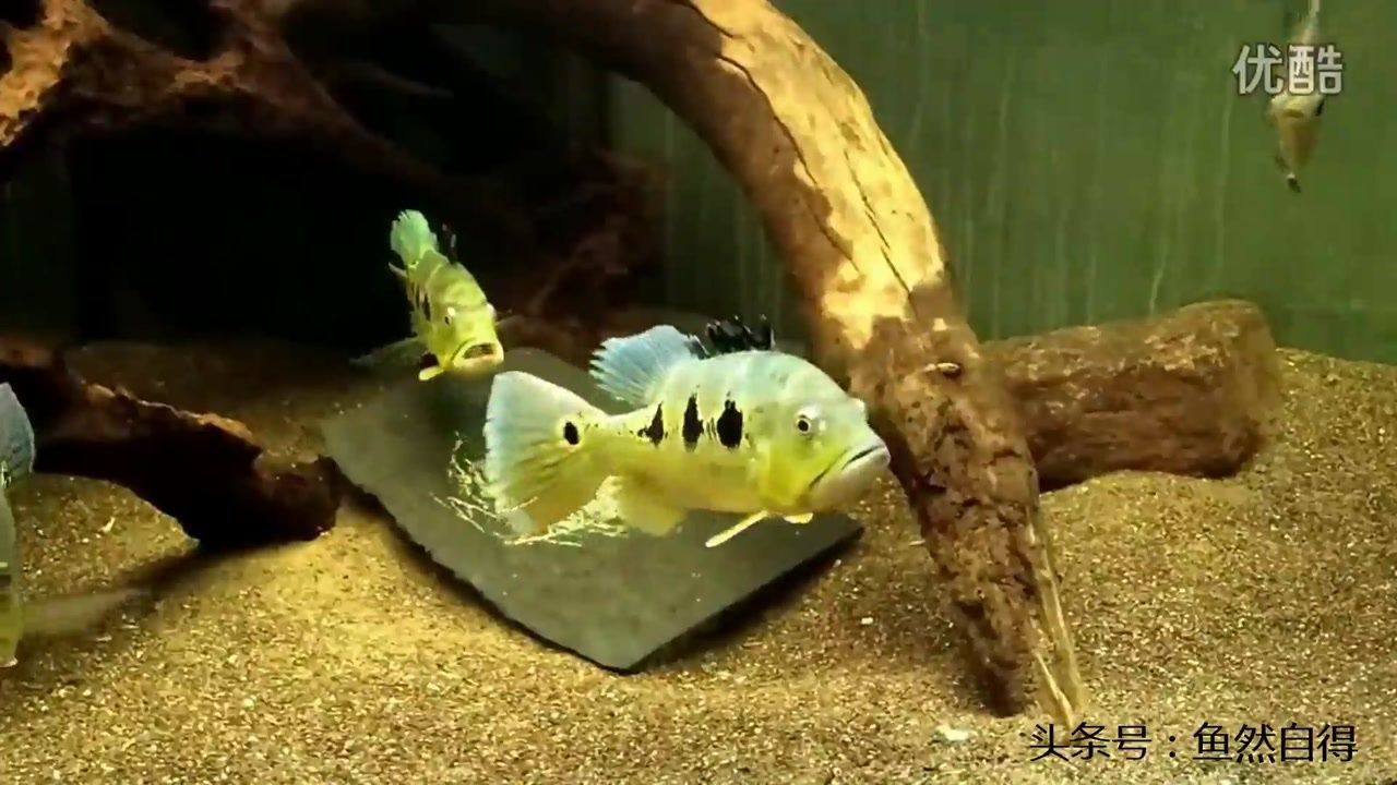 藍帆眼斑魚繁殖要點（藍帆眼斑魚的繁殖要點）