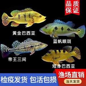 藍帆眼斑魚繁殖要點（藍帆眼斑魚的繁殖要點）
