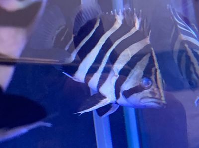 世界上最貴的龍魚排名榜前十名，世界上最貴的十種龍魚