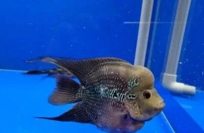 龍魚(yú)多久換一次水最理想：探討龍魚(yú)換水頻率的理想選擇時(shí)需要考慮多個(gè)因素