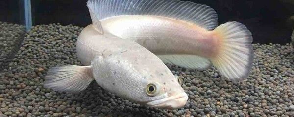 雷龍魚戰(zhàn)斗排名，雷龍魚戰(zhàn)斗排名是評估雷龍魚在戰(zhàn)斗中表現(xiàn)出色的方式
