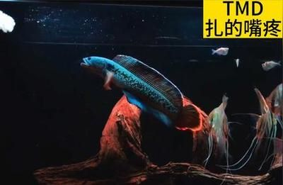 雷龍魚戰(zhàn)斗排名，雷龍魚戰(zhàn)斗排名是評估雷龍魚在戰(zhàn)斗中表現(xiàn)出色的方式
