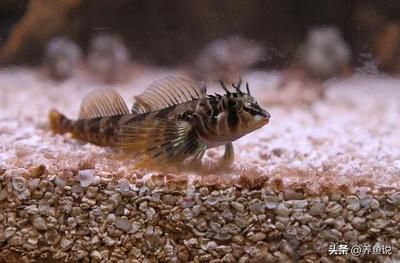 雷龍魚戰(zhàn)斗排名，雷龍魚戰(zhàn)斗排名是評估雷龍魚在戰(zhàn)斗中表現(xiàn)出色的方式