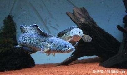 雷龍魚戰(zhàn)斗排名，雷龍魚戰(zhàn)斗排名是評估雷龍魚在戰(zhàn)斗中表現(xiàn)出色的方式