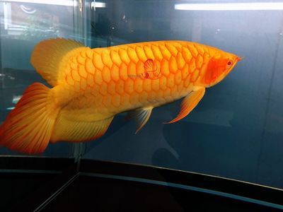 龍魚蒙眼病怎么治療，如何治療龍魚蒙眼病