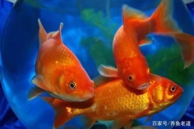 龍魚蒙眼病怎么治療，如何治療龍魚蒙眼病