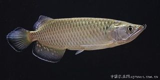 金龍魚長大，金龍魚生長速度受到多種因素影響，家養金龍魚常見疾病預防