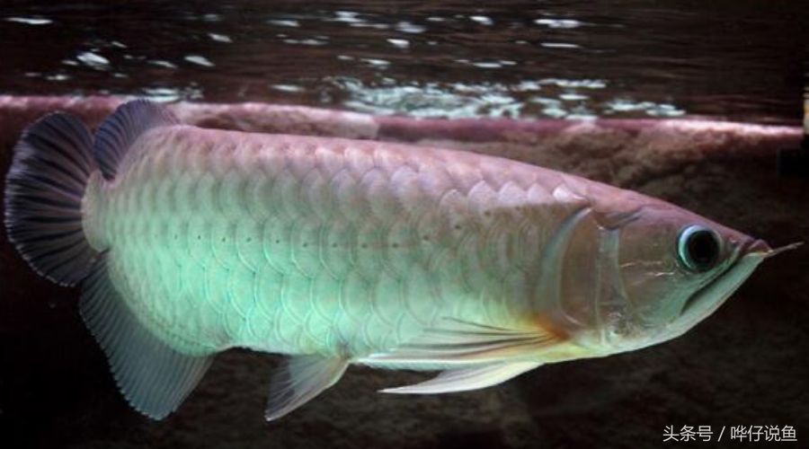 金龍魚長大，金龍魚生長速度受到多種因素影響，家養金龍魚常見疾病預防