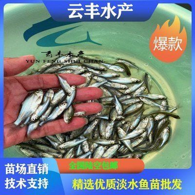 買銀龍魚苗（購買銀龍魚苗時需要考慮價格、購買渠道、魚苗質量、養殖知識）