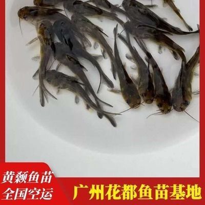 買銀龍魚苗（購買銀龍魚苗時需要考慮價格、購買渠道、魚苗質量、養殖知識）