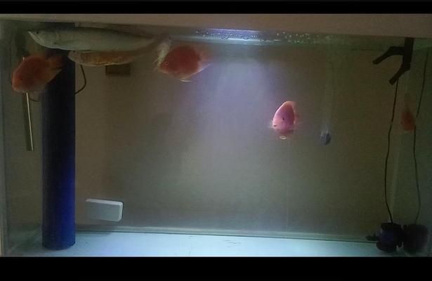 買銀龍魚苗（購買銀龍魚苗時需要考慮價格、購買渠道、魚苗質(zhì)量、養(yǎng)殖知識）