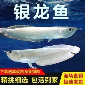 買銀龍魚苗（購買銀龍魚苗時需要考慮價格、購買渠道、魚苗質(zhì)量、養(yǎng)殖知識）
