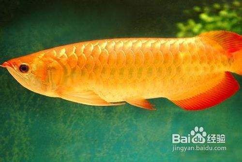 金龍魚怎么飼養方法圖解，金龍魚的飼養方法