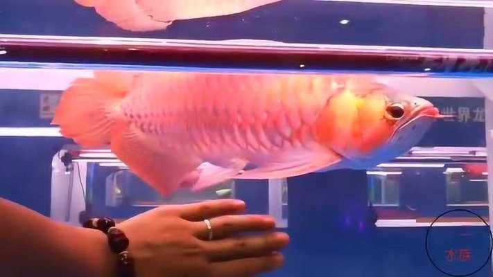 龍魚養多久會對主人有感情，龍魚與主人之間感情建立的具體時間點并沒有明確的答案