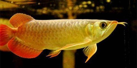 龍魚養多久會對主人有感情，龍魚與主人之間感情建立的具體時間點并沒有明確的答案