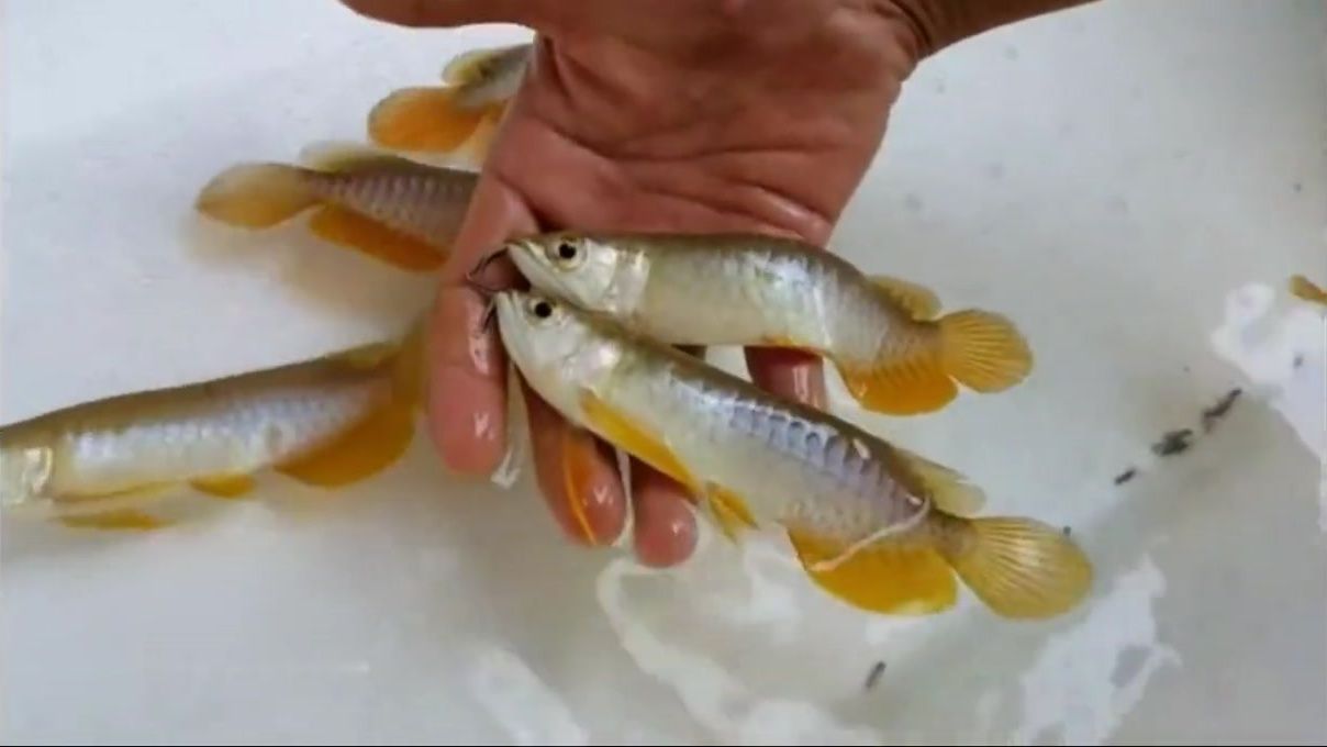 金龍魚幼苗多少錢一只啊，金龍魚幼苗品種特點對比金龍魚幼苗價格對比