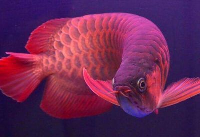龍魚吃什么？